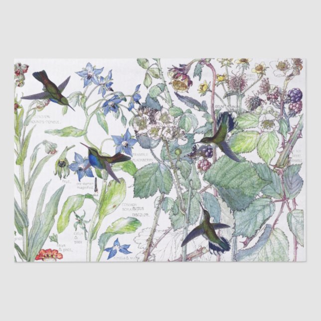 Hummingbird Birds Starflower Flowers Tissue Paper (Front)