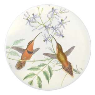 Hummingbird Birds Wildlife Animals Floral Knob