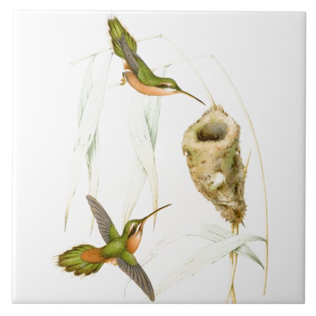 Hummingbird Birds Wildlife Animals Nest Tile (Front)