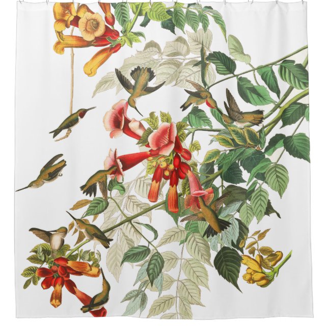 Hummingbird Birds Wildlife Audubon Shower Curtain (Front)