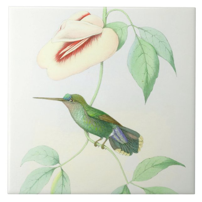 Hummingbird Birds Wildlife Flowers Floral Animals Tile (Front)