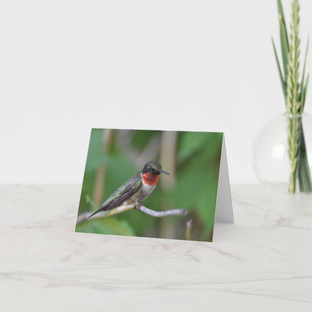 Hummingbird blank notecard (Front)