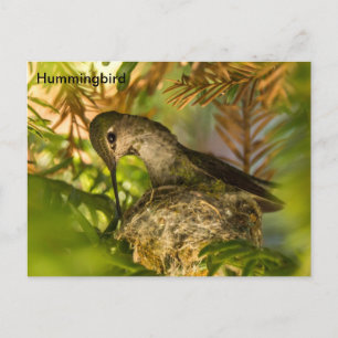 Hummingbird Builds a Nest- Postcard