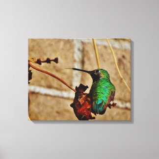 Hummingbird Canvas Print