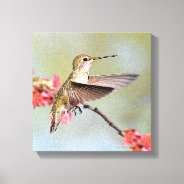 Hummingbird Canvas Print (Front)