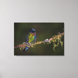 Hummingbird Canvas Print