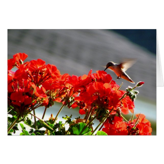 Hummingbird Card (Front Horizontal)
