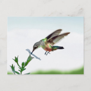 Hummingbird Card