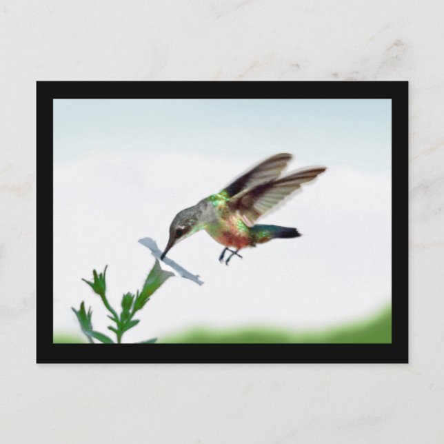 Hummingbird Card Framed (Front)