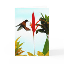 Hummingbird Card (Pose 1)
