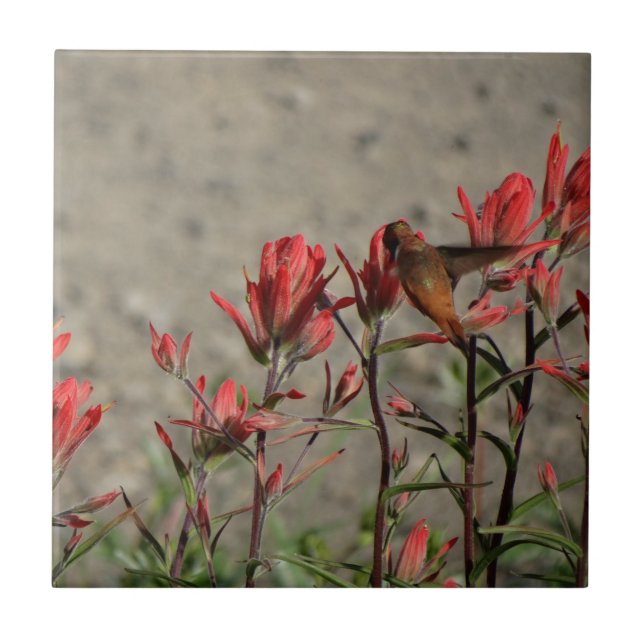Hummingbird cardinal flowers tile (Front)