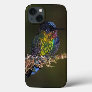 Hummingbird iPhone 13 Case