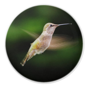 Hummingbird Ceramic knob