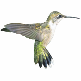 Hummingbird Chirstmas Ornament Photo Sculpture Decoration
