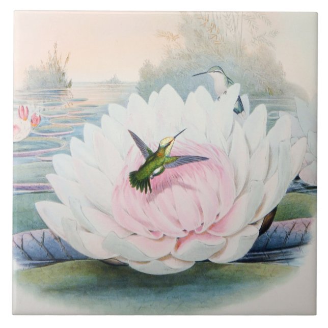 Hummingbird Chlorostilbon Portmanni by Gould Tile (Front)