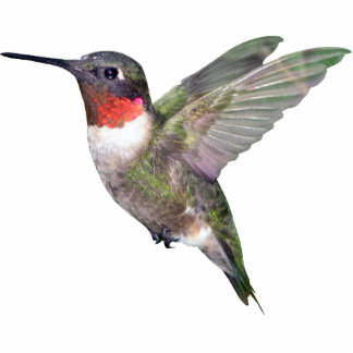 Hummingbird Christmas Ornament Photo Sculpture Decoration