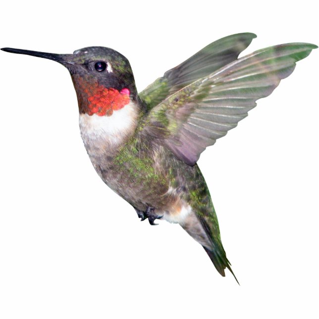 Hummingbird Christmas Ornament Photo Sculpture Decoration (Front)