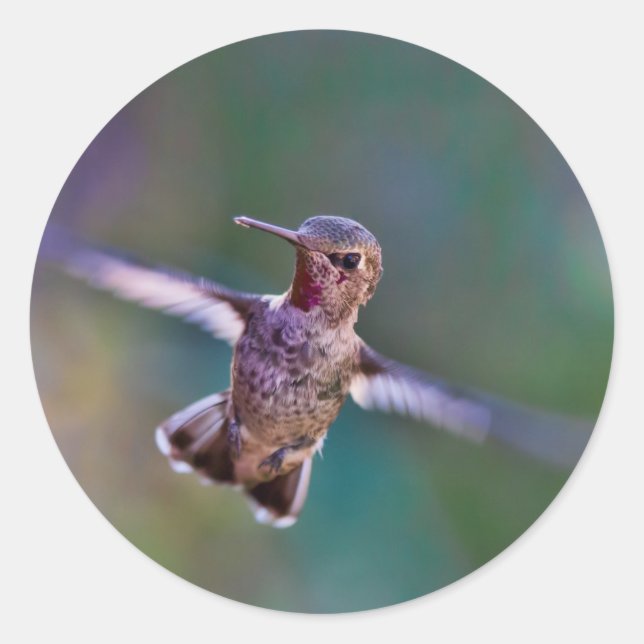 Hummingbird Classic Round Sticker (Front)
