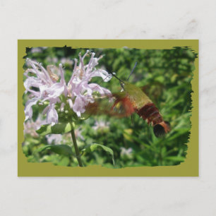 Hummingbird Clear Wing Moth Coordinating Items Postcard