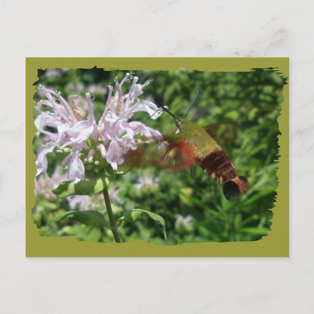 Hummingbird Clear Wing Moth Coordinating Items Postcard (Front)
