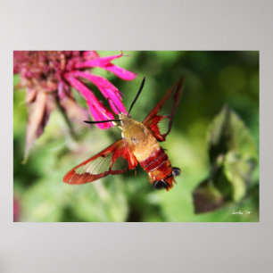 Hummingbird Clearwing & Bee Balm 1 Poster