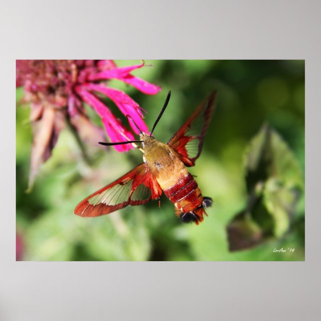 Hummingbird Clearwing & Bee Balm 1 Poster (Front)