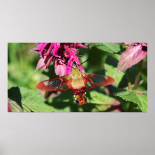 Hummingbird Clearwing & Bee Balm 6 Poster