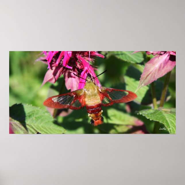 Hummingbird Clearwing & Bee Balm 6 Poster (Front)