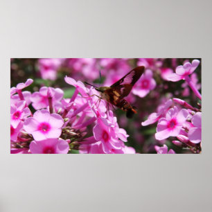 Hummingbird Clearwing & Phlox 7 Poster