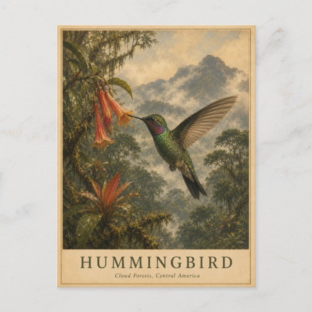 Hummingbird Cloud Forest VINTAGE Postcard (Front)
