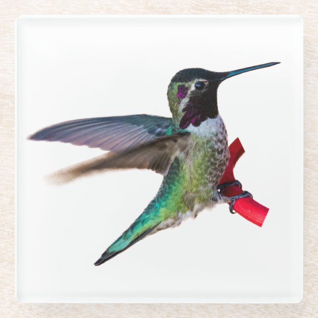 Hummingbird Coaster - Design C (Front)