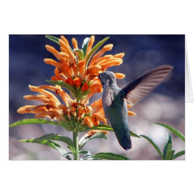 hummingbird delight (Front Horizontal)