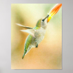 Hummingbird early morning flight poster