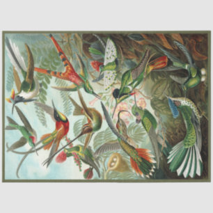 Hummingbird Ernst Haeckel Decoupage Tissue Paper