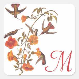 Hummingbird Family with Flowering Trumpet Vine Square Sticker