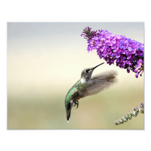 Hummingbird feeding at a butterfly bush photo print