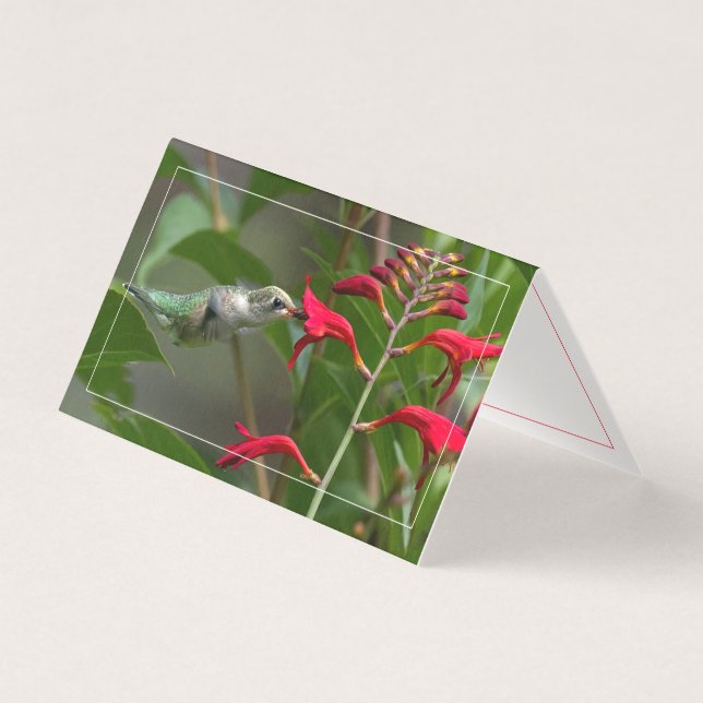 Hummingbird Feeding At Red Crocosmia (Front)