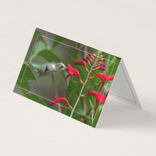 Hummingbird Feeding At Red Crocosmia