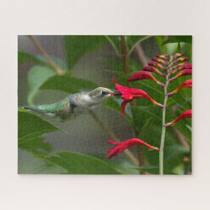 Hummingbird Feeding At Red Crocosmia Jigsaw Puzzle