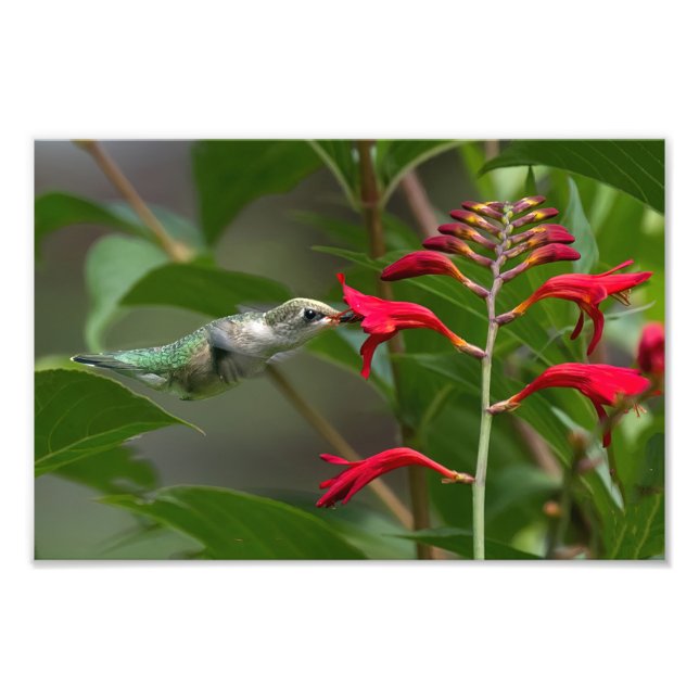 Hummingbird Feeding At Red Crocosmia Photo Print (Front)