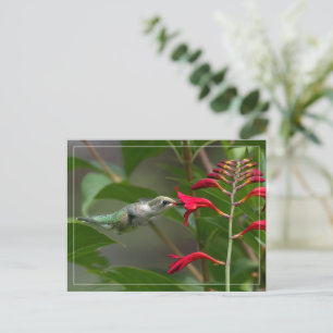 Hummingbird Feeding At Red Crocosmia Postcard