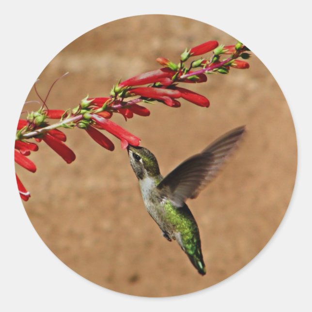 Hummingbird feeding at the garden classic round sticker (Front)