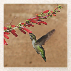 Hummingbird feeding at the Garden Glass Coaster