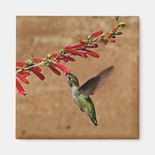 Hummingbird feeding at the garden magnet