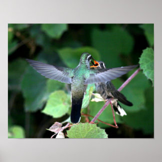Hummingbird Feeding Nestling Poster