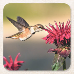 Hummingbird Flower Feeding Square Paper Coaster