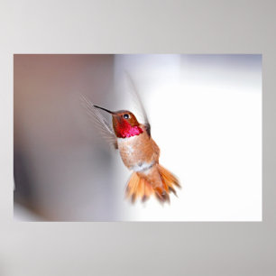 Hummingbird Flying Photo Poster