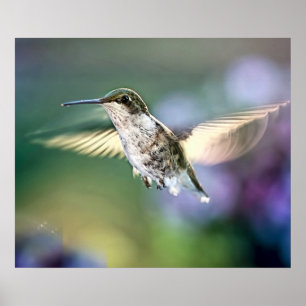 Hummingbird Flying Poster