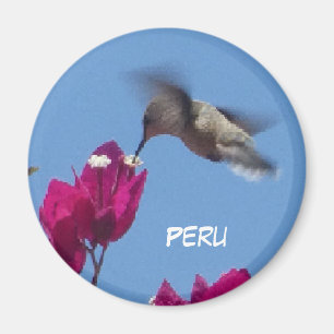 Hummingbird from Peru Magnet
