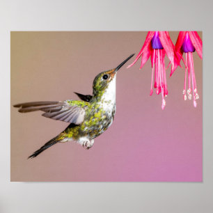 Hummingbird Fuchsia Nature Photo Poster